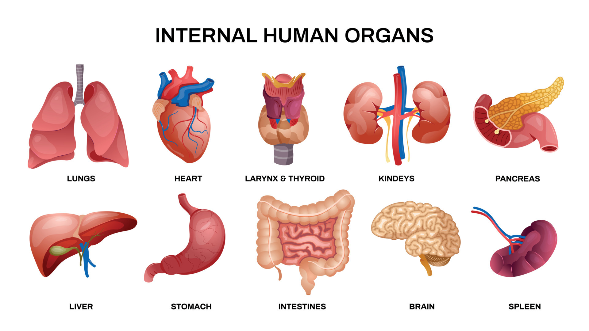 Internal Human Organs Horizontal Icon Set 5680515 Vector Art At Vecteezy