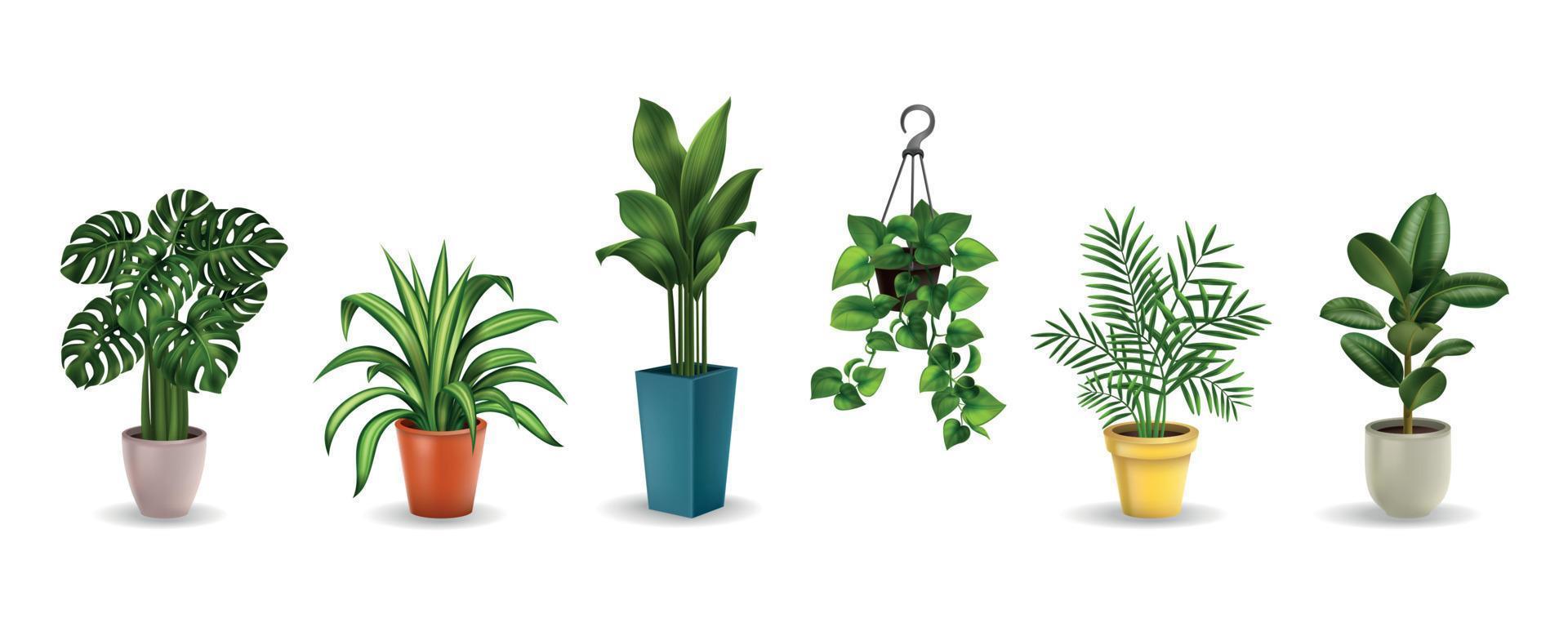 conjunto realista de plantas de interior vector