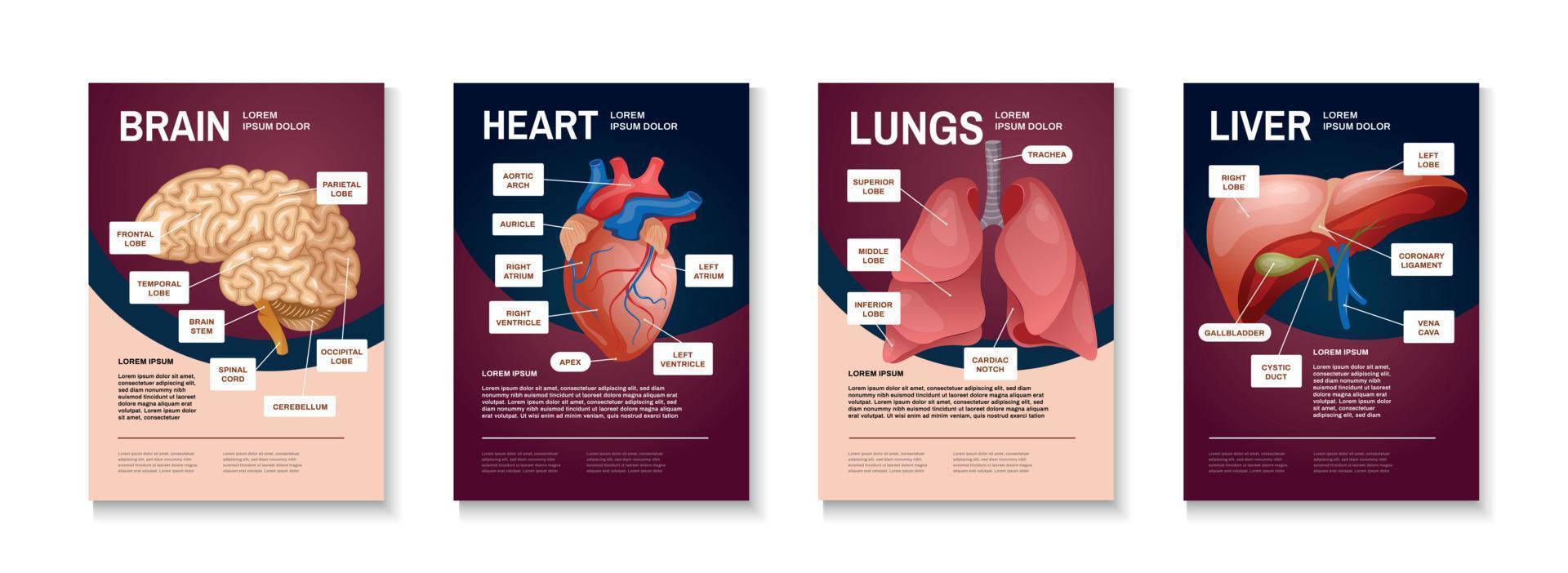 conjunto de carteles de órganos humanos internos vector