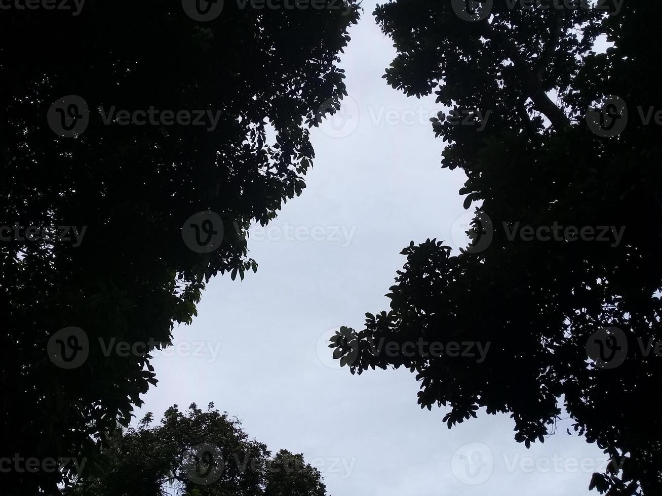 Tree background In Coconut Garden photo