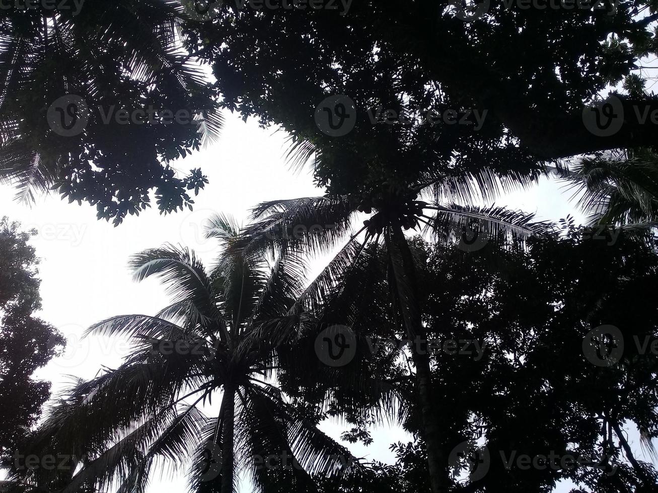 Tree background In Coconut Garden photo