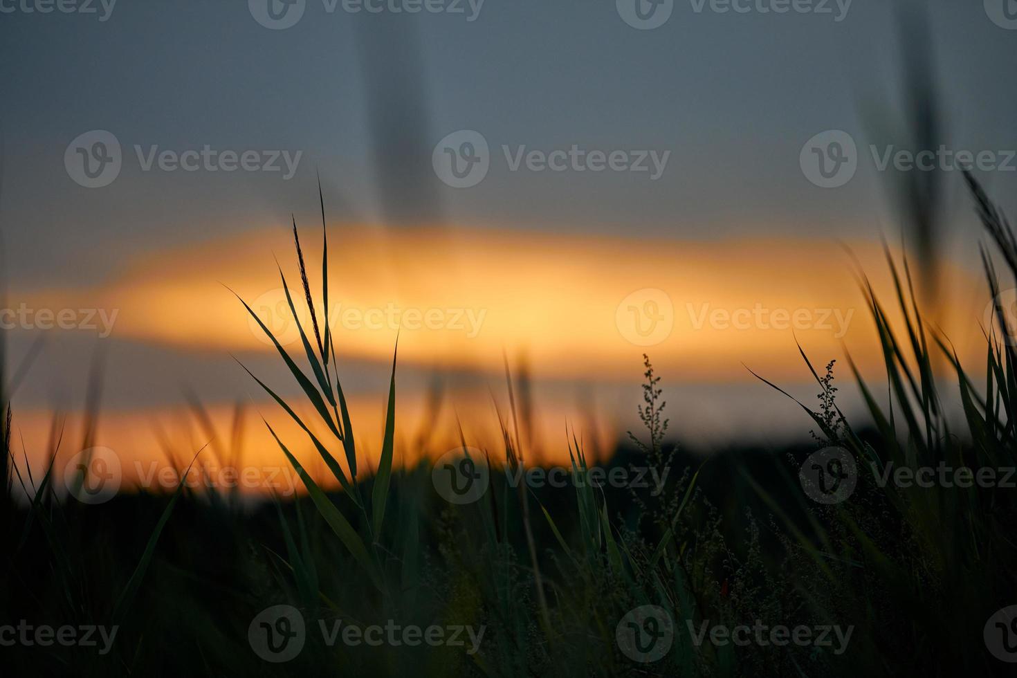 Evening sunset through thick grass on meadow, beautiful orange sky landscape, twilight background photo