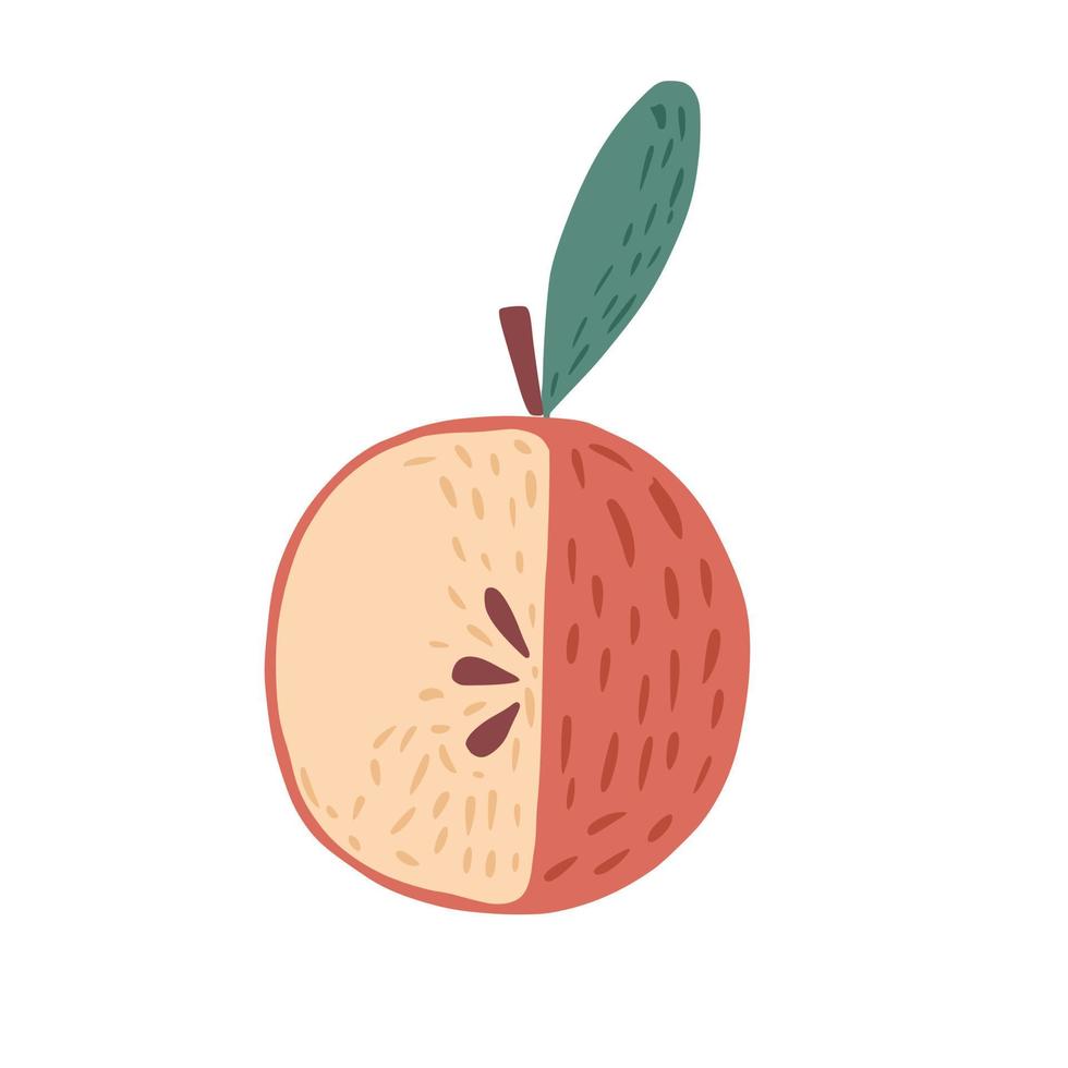 Red apple with a twig and a leaf isolated on white background. Apple with seeds hand drawn in doodle style. vector