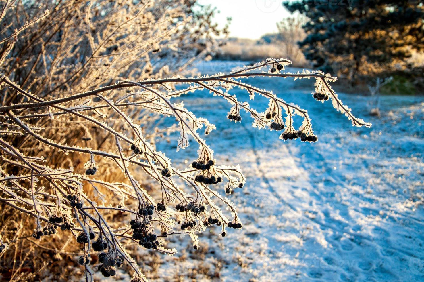 Landscape with white snow and mountain ash. Winter morning frosty trees in hoarfrost under warm sunlight. Wonderful winter nature photo