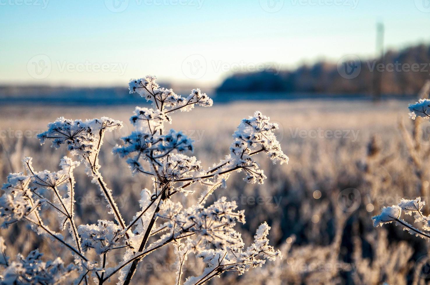 Landscape with white frost and blue sky. Winter morning frosty branches of grass under warm sunlight. Wonderful winter nature photo