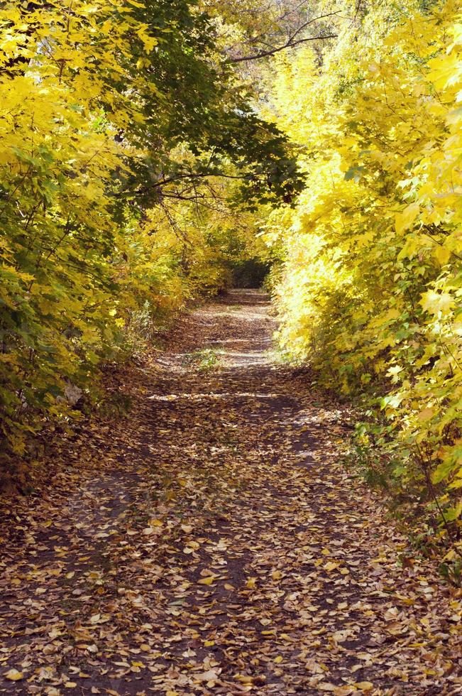 paisaje otoñal camino al bosque. foto