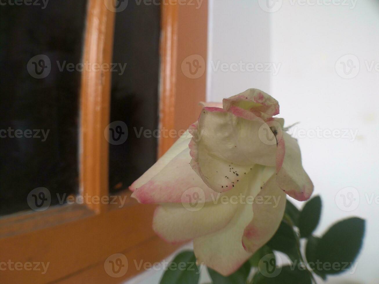 primer plano de una flor blanca con un fondo ligeramente borroso foto