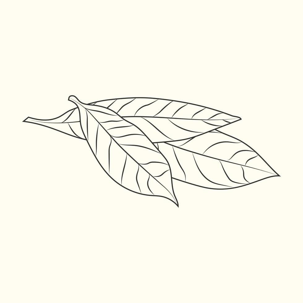 Bay leaves sketch isolated on white background. Hand drawn food ingredient. vector