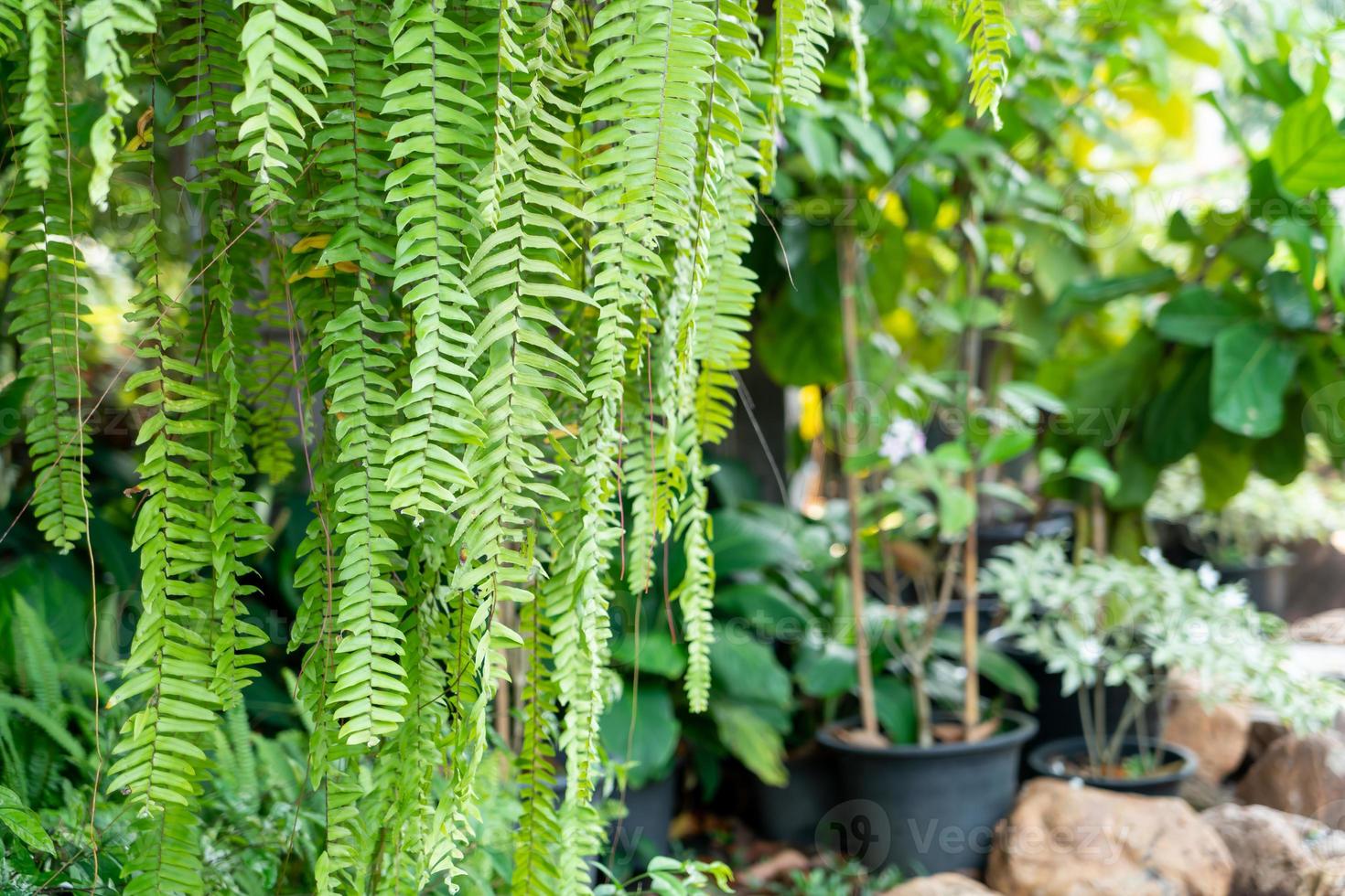 fern leaves with copy space photo