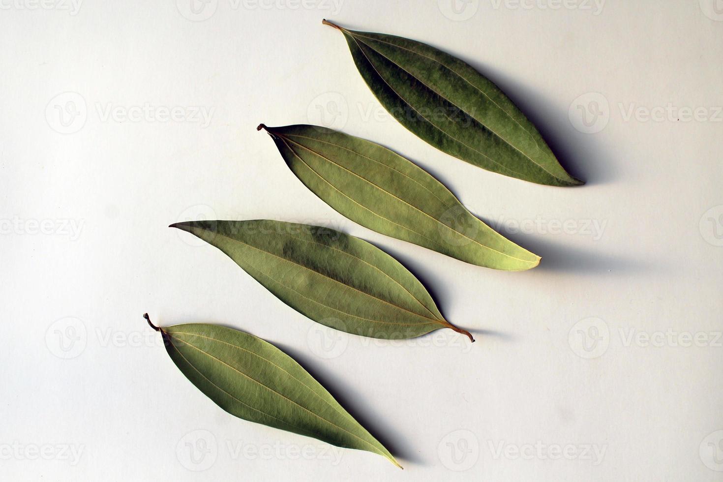 Spices bay leaves isolated on white background. photo