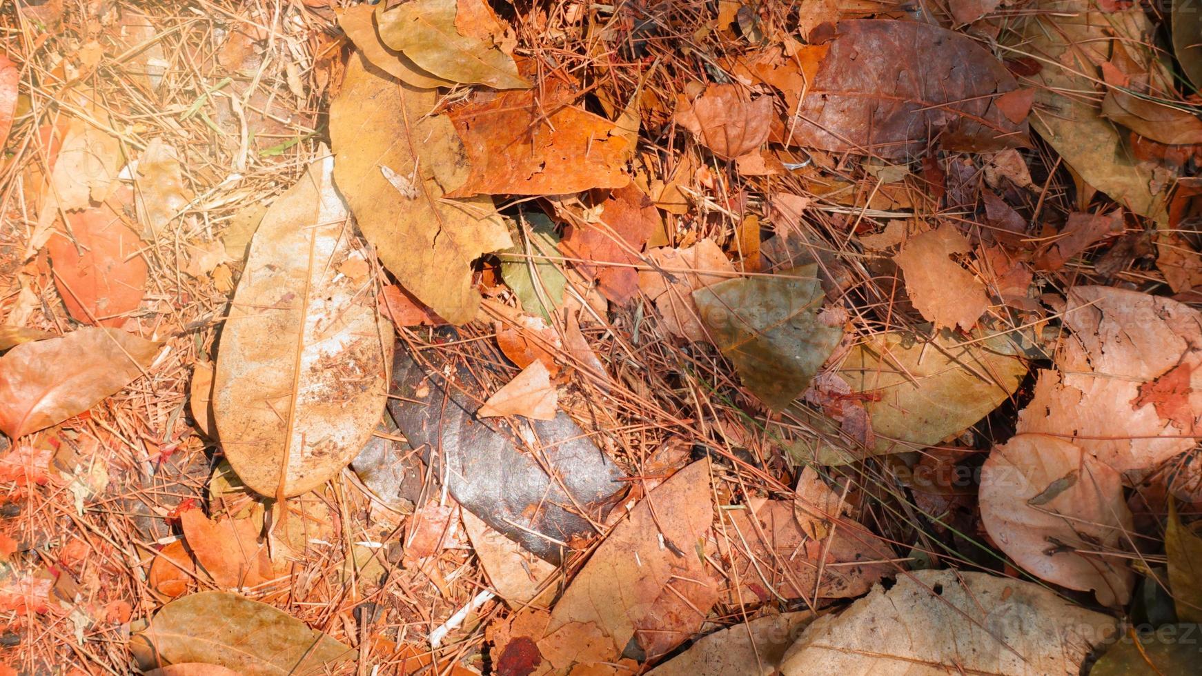 Dry autumn leaves in red, orange, brown and green colors. Autumn theme background photo