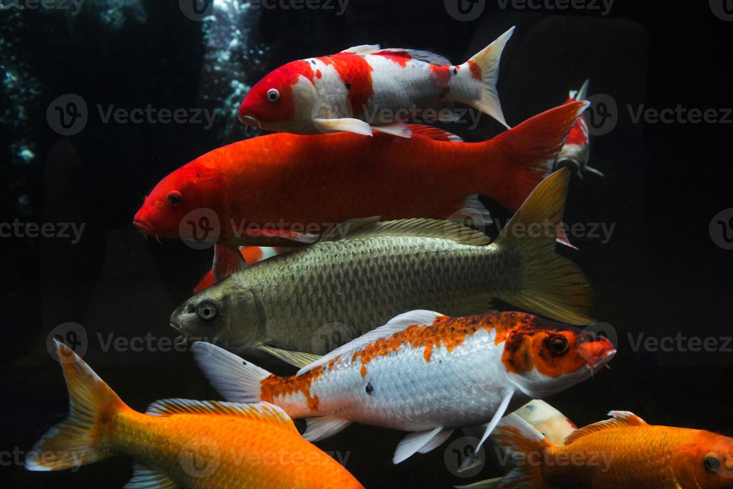 Koi fish swimming and isolated on black background, some koi fish with different varieties photo