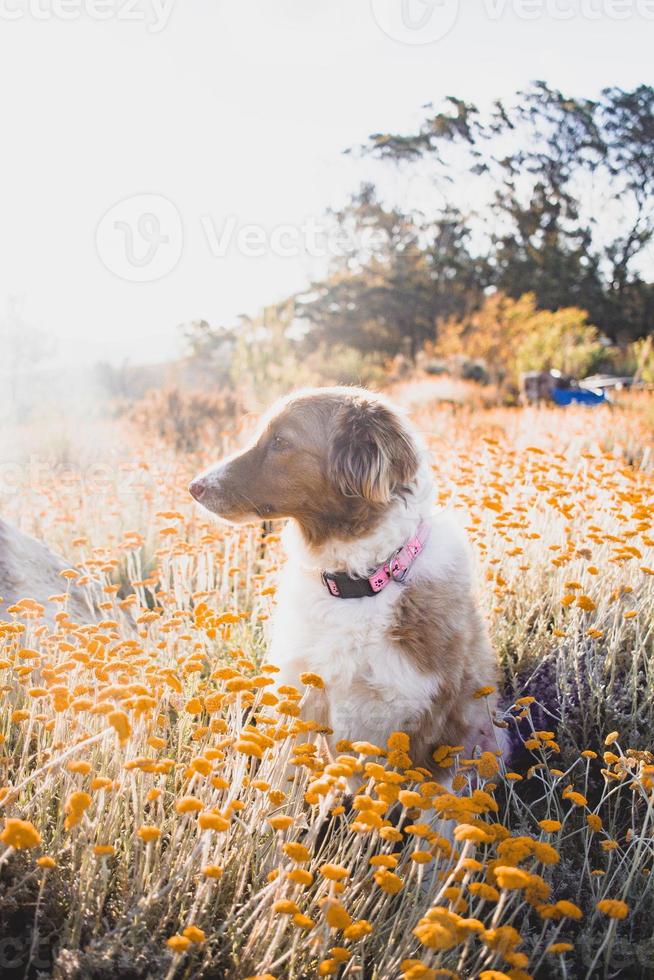 perro border collie explorando la naturaleza foto