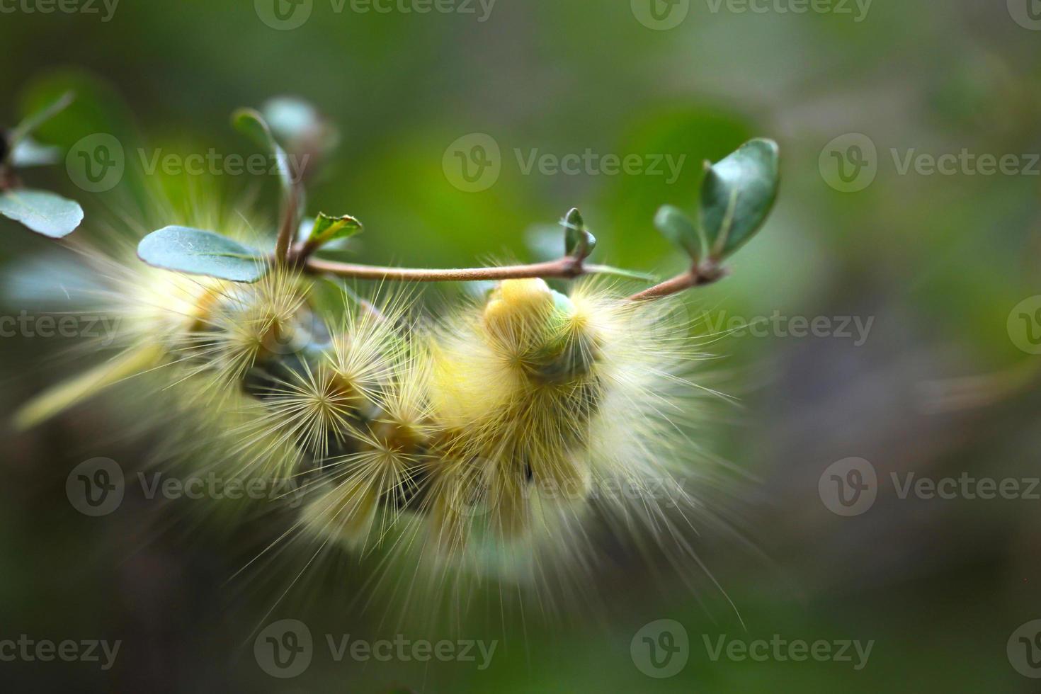 foto macro de una gran oruga peluda amarilla arrastrándose sobre el tallo