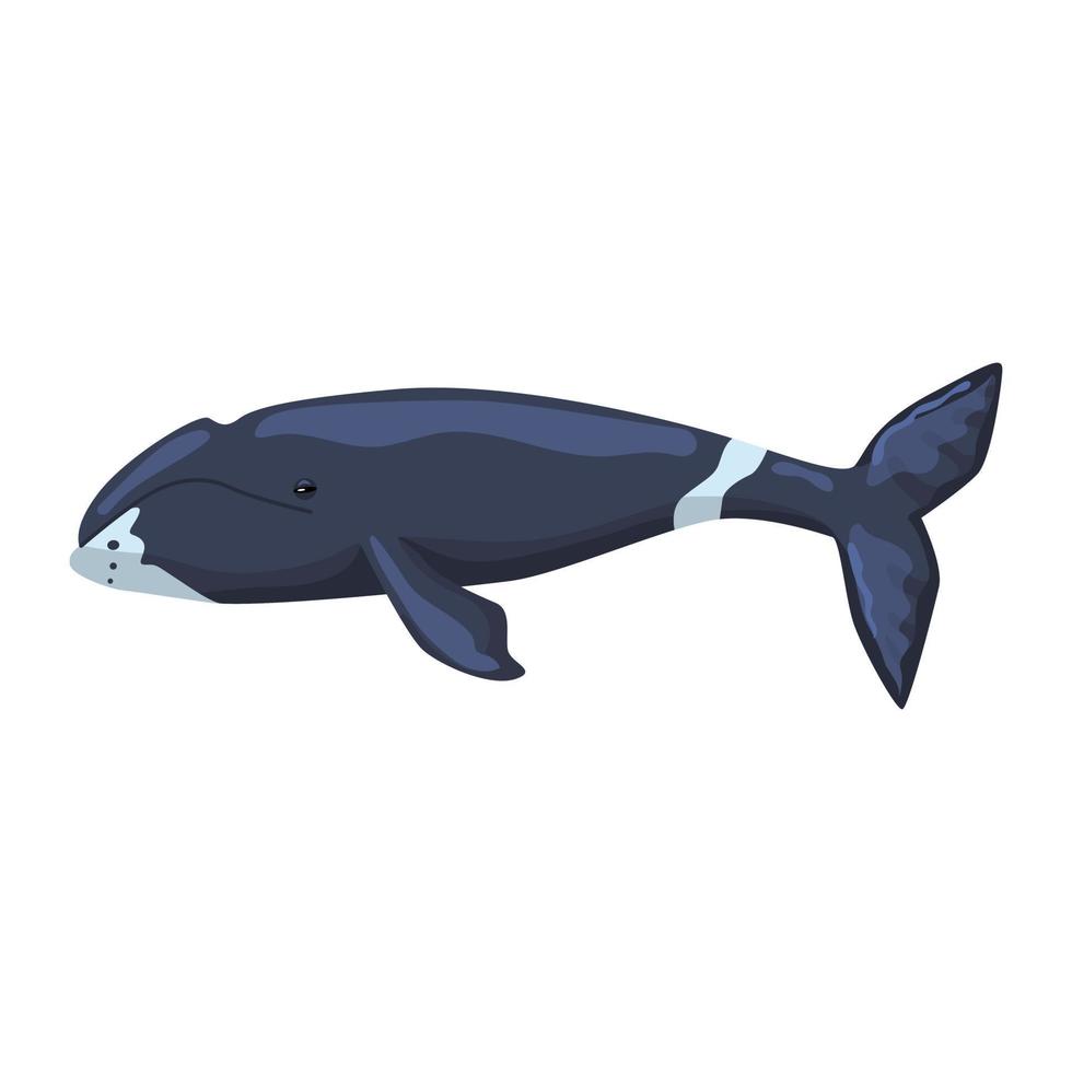 Bowhead whale isolated on white background. Cartoon character of ocean for children. vector