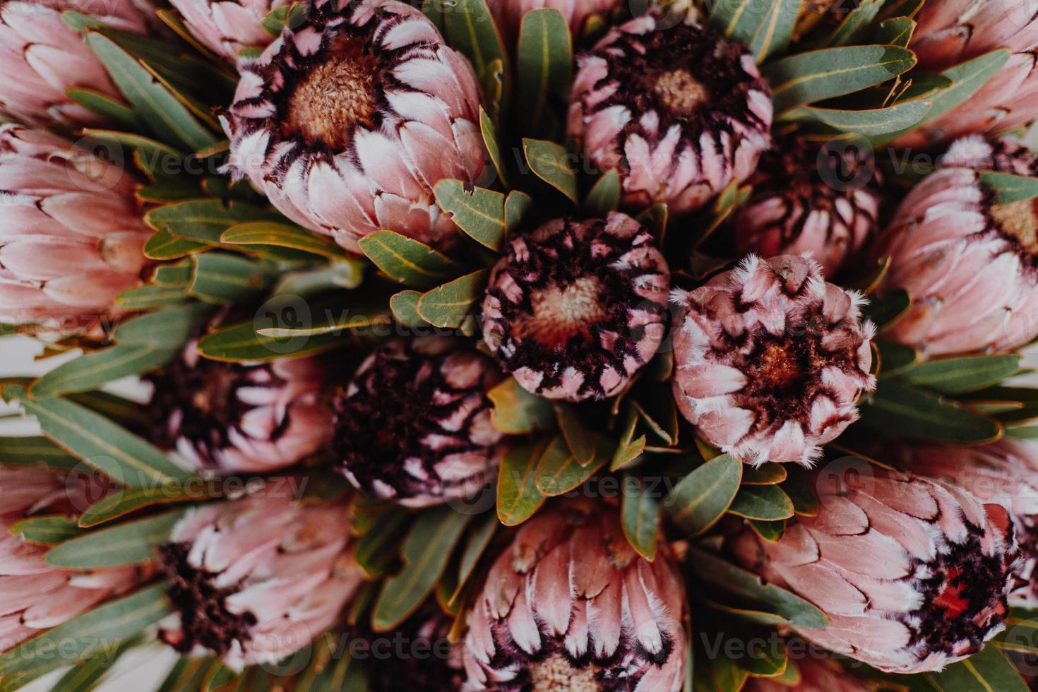 Pink Protea Bouquet photo