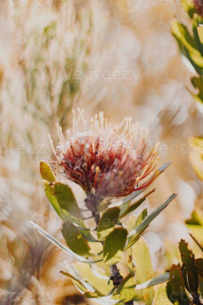 acerico protea en el arbusto foto