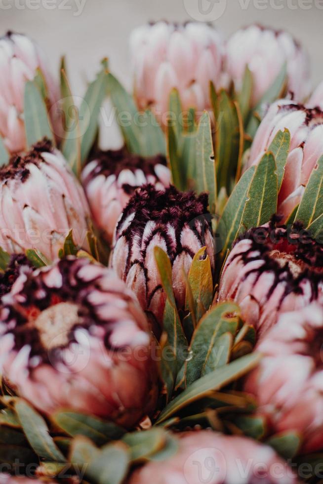 Pink Protea Bouquet photo