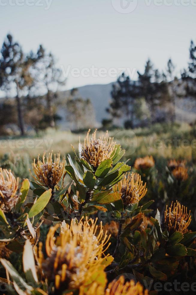 South African Pincushion Proteas photo