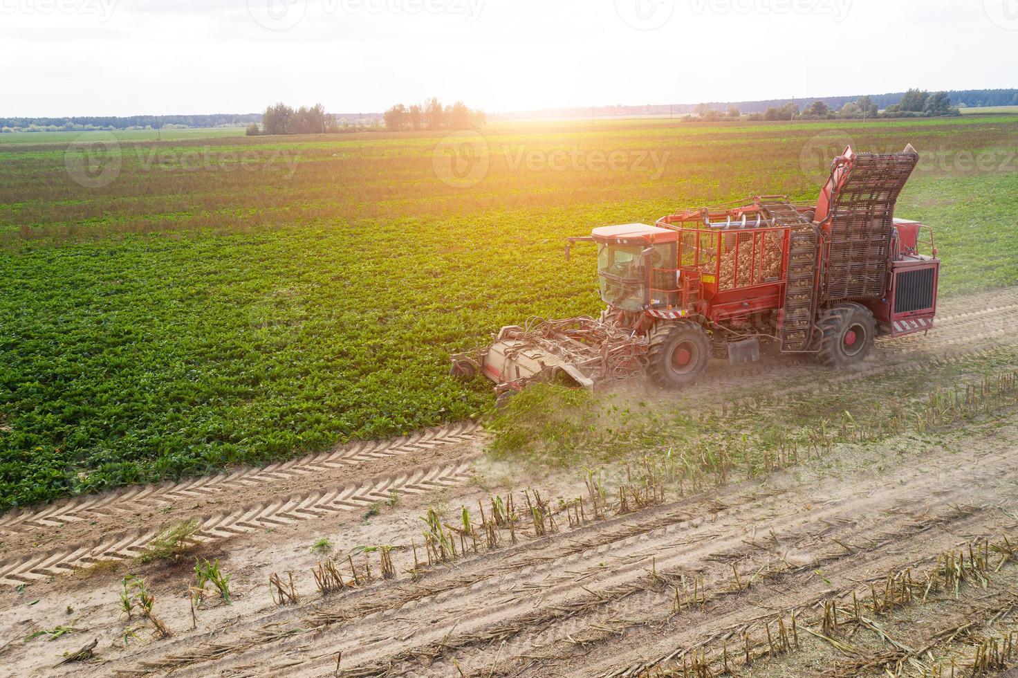 la cosechadora roja elimina las remolachas de la vista superior del campo. foto