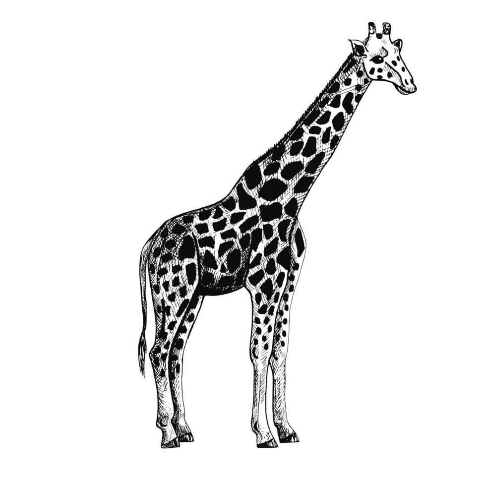 Elephant isolated on white background. Sketch graphic big animal savanna in engraving style. vector