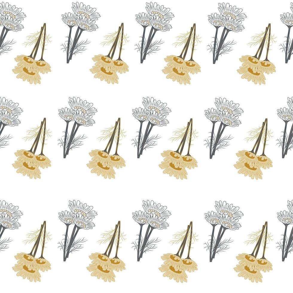Seamless pattern chamomile on white background. Beautiful ornament summer yellow flowers . vector