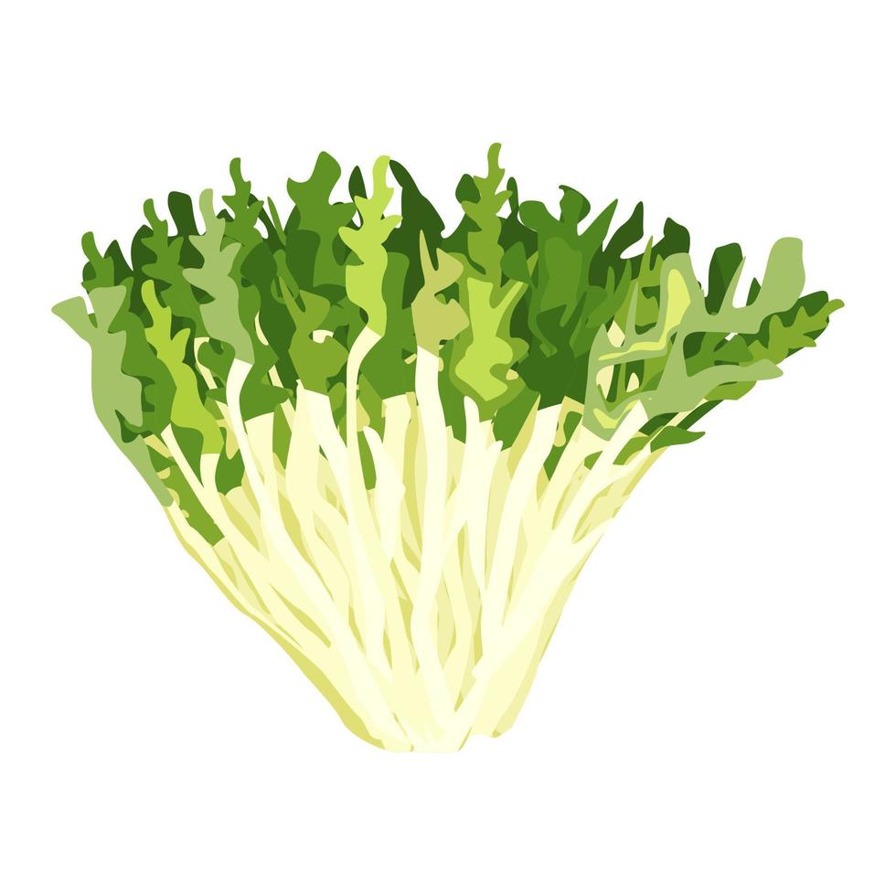 lechuga Frisee aislado sobre fondo blanco. tipo ensalada de estilo plano. símbolo de agricultura para cualquier propósito. vector