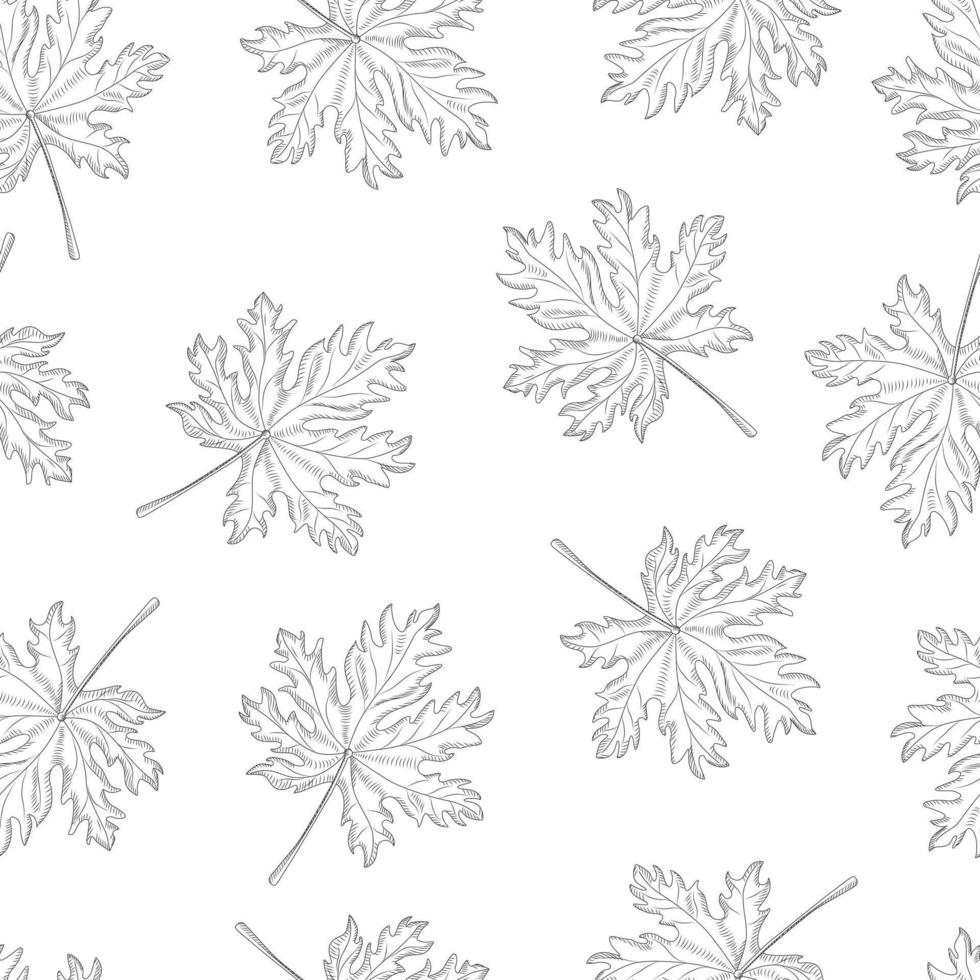 Retro engraving maple leaf seamless pattern on white background. Monochrome leaves vintage endless wallpaper. vector