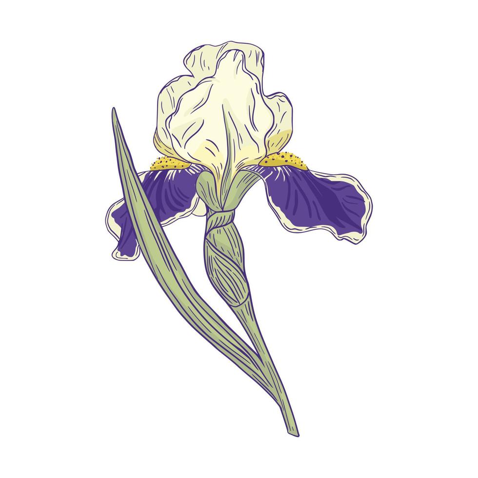 Beautiful iris isolated on white background. Spring flower line in doodle style for any purpose. vector