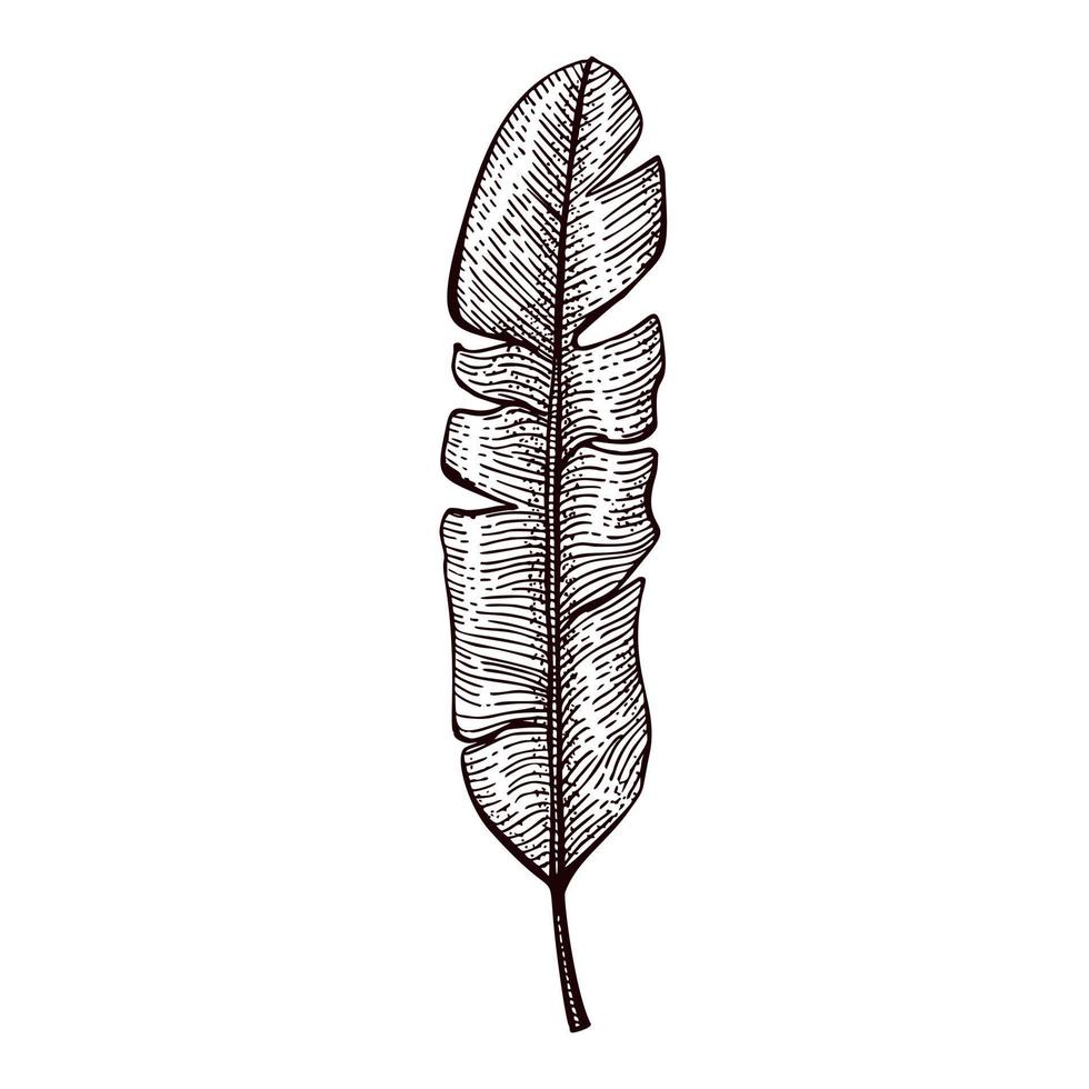 Engraved banana leaf isolated. Retro element tropical plants in hand drawn style. vector