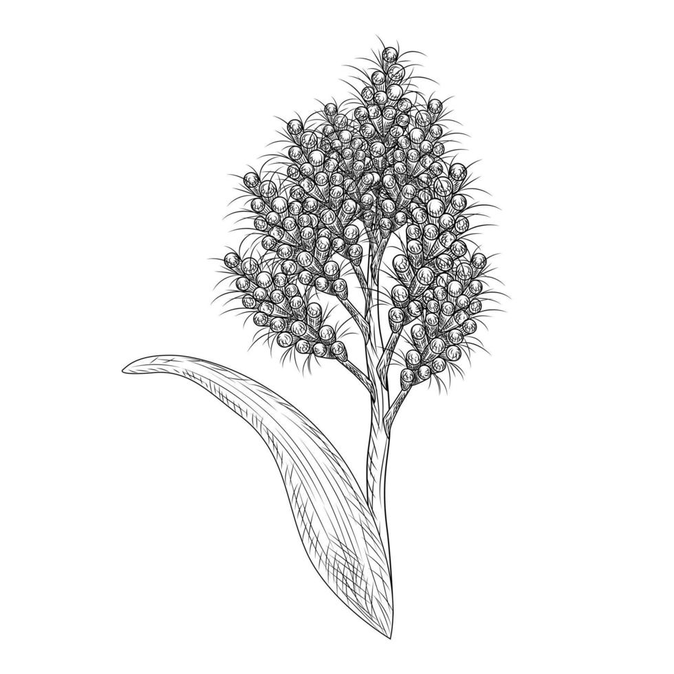 sorgo aislado sobre fondo blanco. planta silvestre en estilo grabado. vector