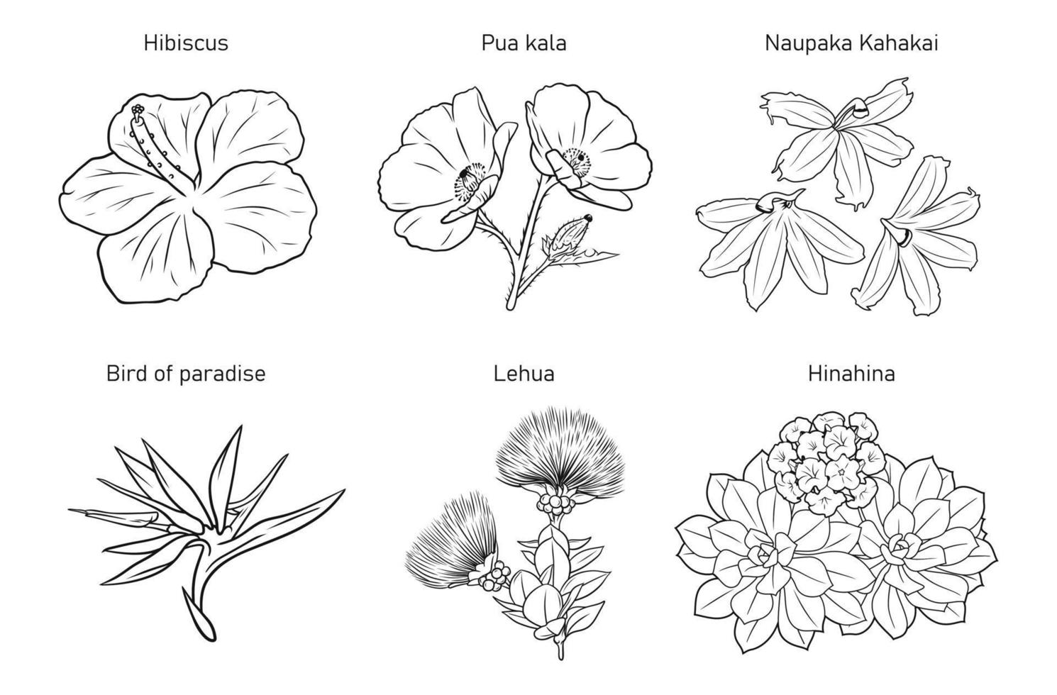 assorted Hawaiian flowers in black and white hand-drawn illustration vector