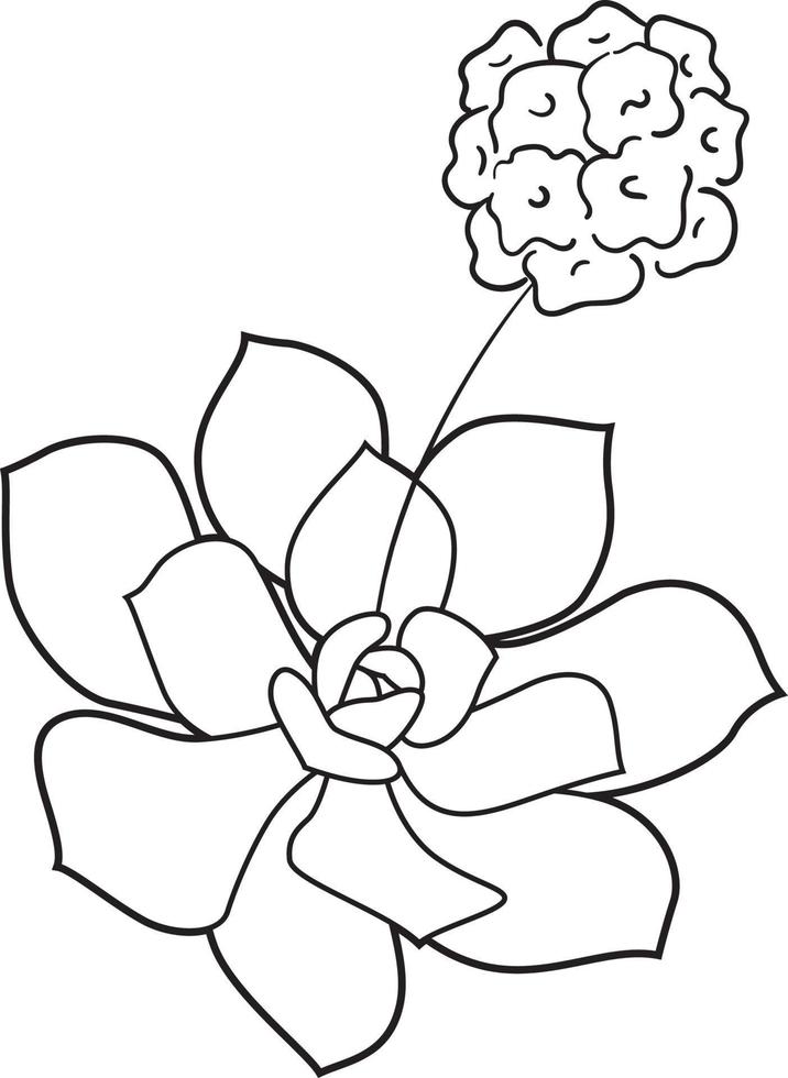 Hinahina Hawaiian flower black and white vector line art illustration