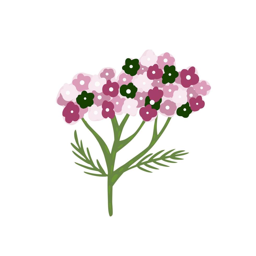 Yarrow isolated on white background. Abstract botanical sketch purple color hand drawn in style doodle. vector