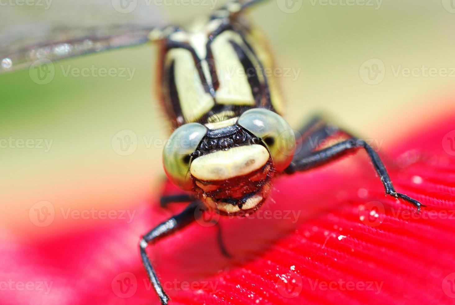 dragonfly looks into the camera while sitting on a plant photo