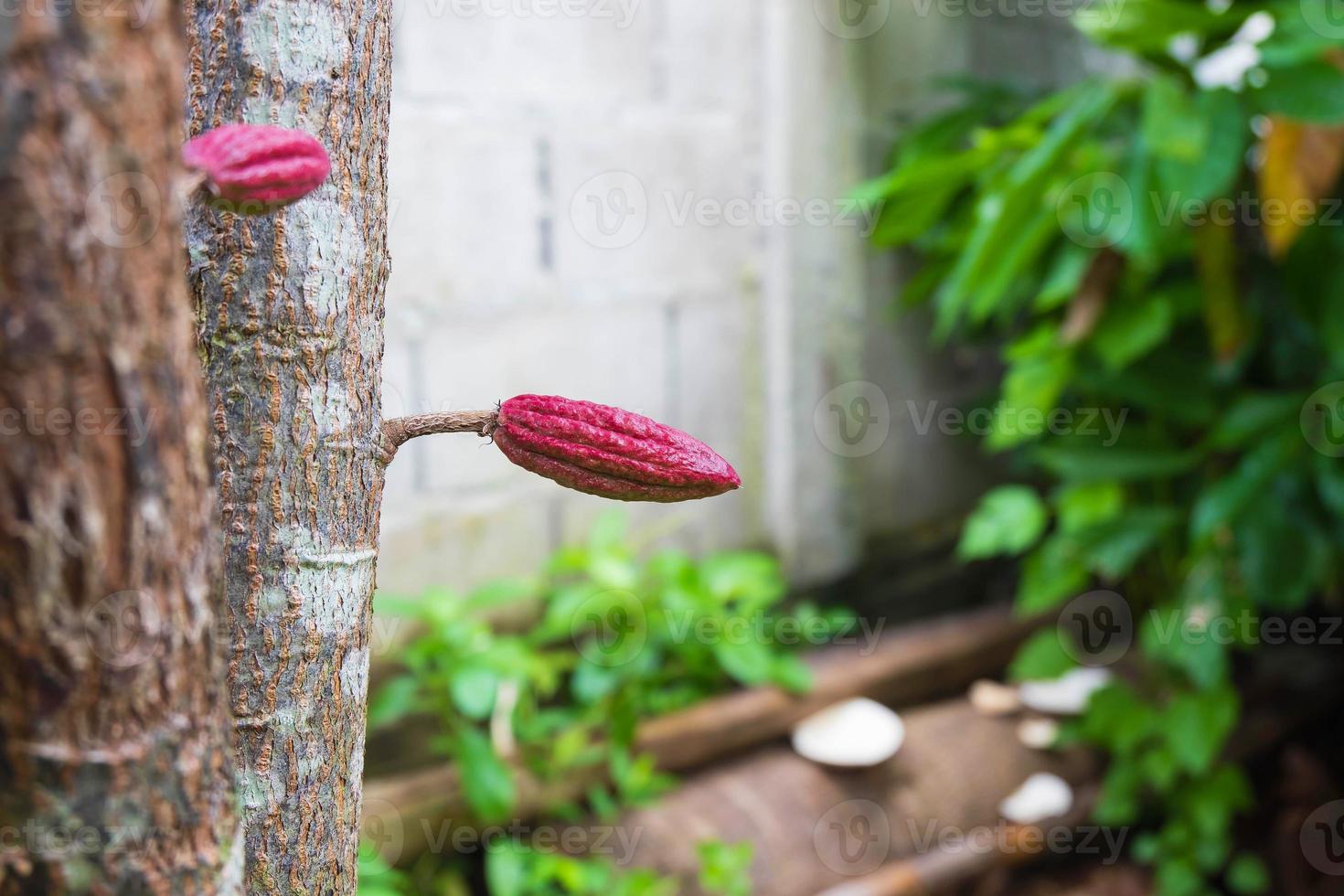 Small young cacao fruit on the cacao tree photo