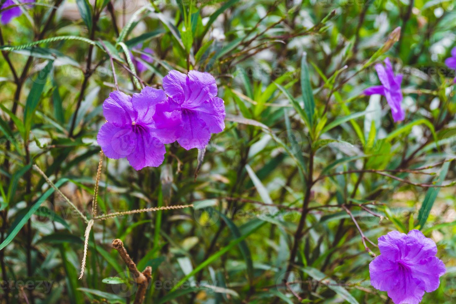 flores de azafrán púrpura en primavera foto