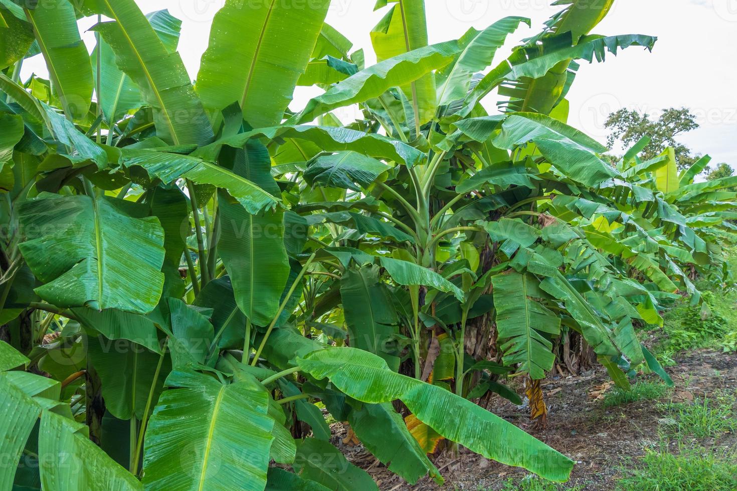 Banana tree and nature landscape photo