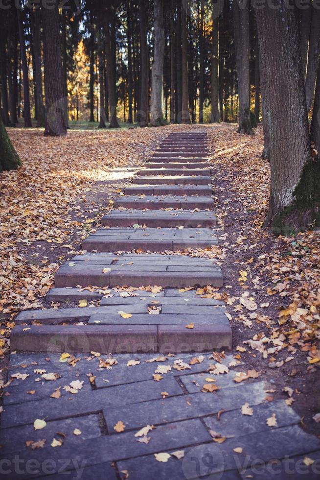 steps in the autumn forest photo