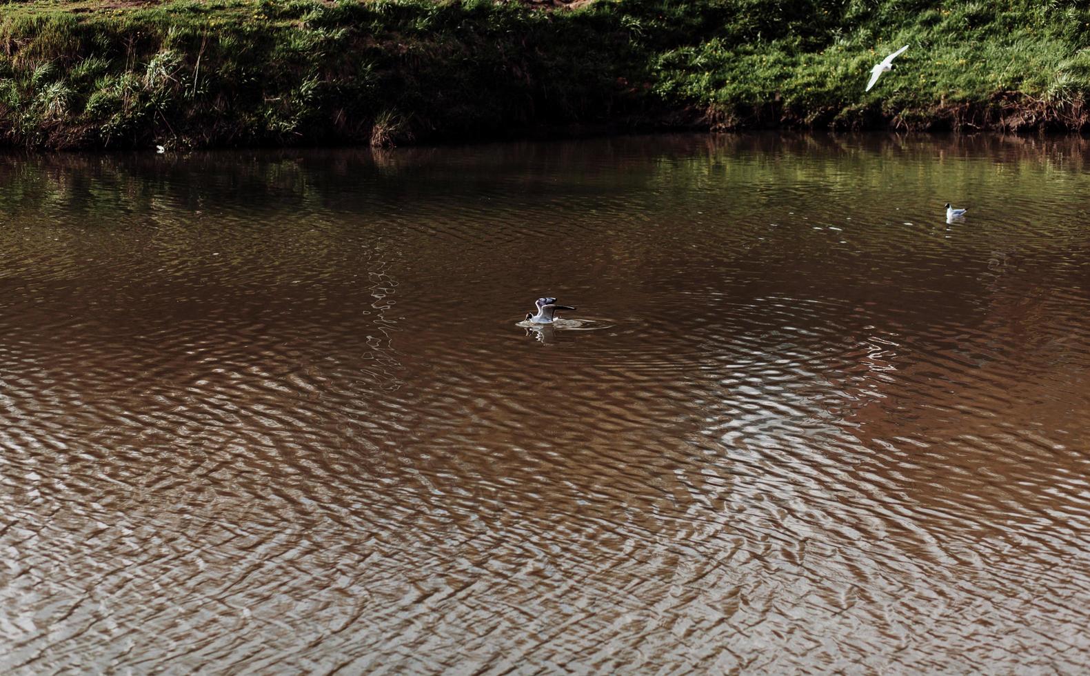 Gull flying over the waters photo