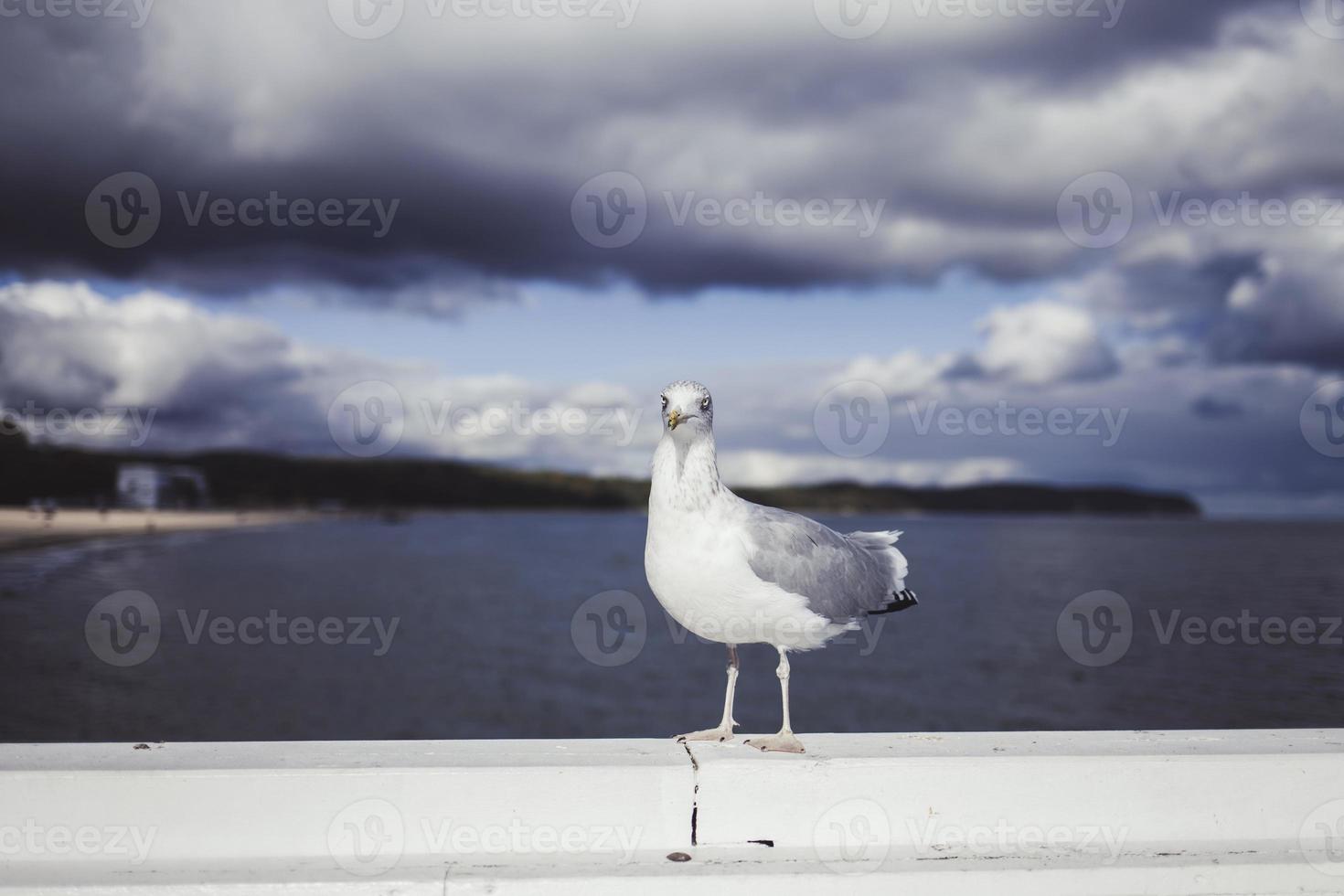 Seagull portrait against sea shore photo