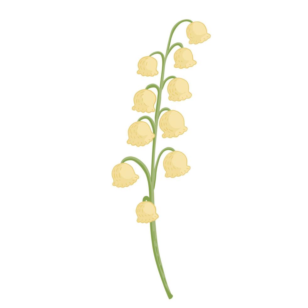 Flower lily of the valley isolated on white background. Beautiful hand drawn botanical sketches for any purpose. vector