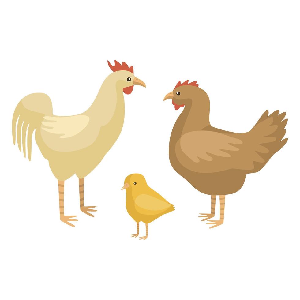 Establecer familia de pollo aislado sobre fondo blanco. divertido personaje de dibujos animados granja pollito, gallina y color de gallo. vector