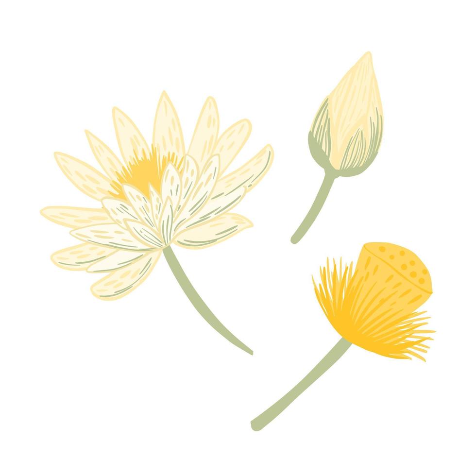 Set lotus isolated on white background. Collection flower, bud and seeds. vector