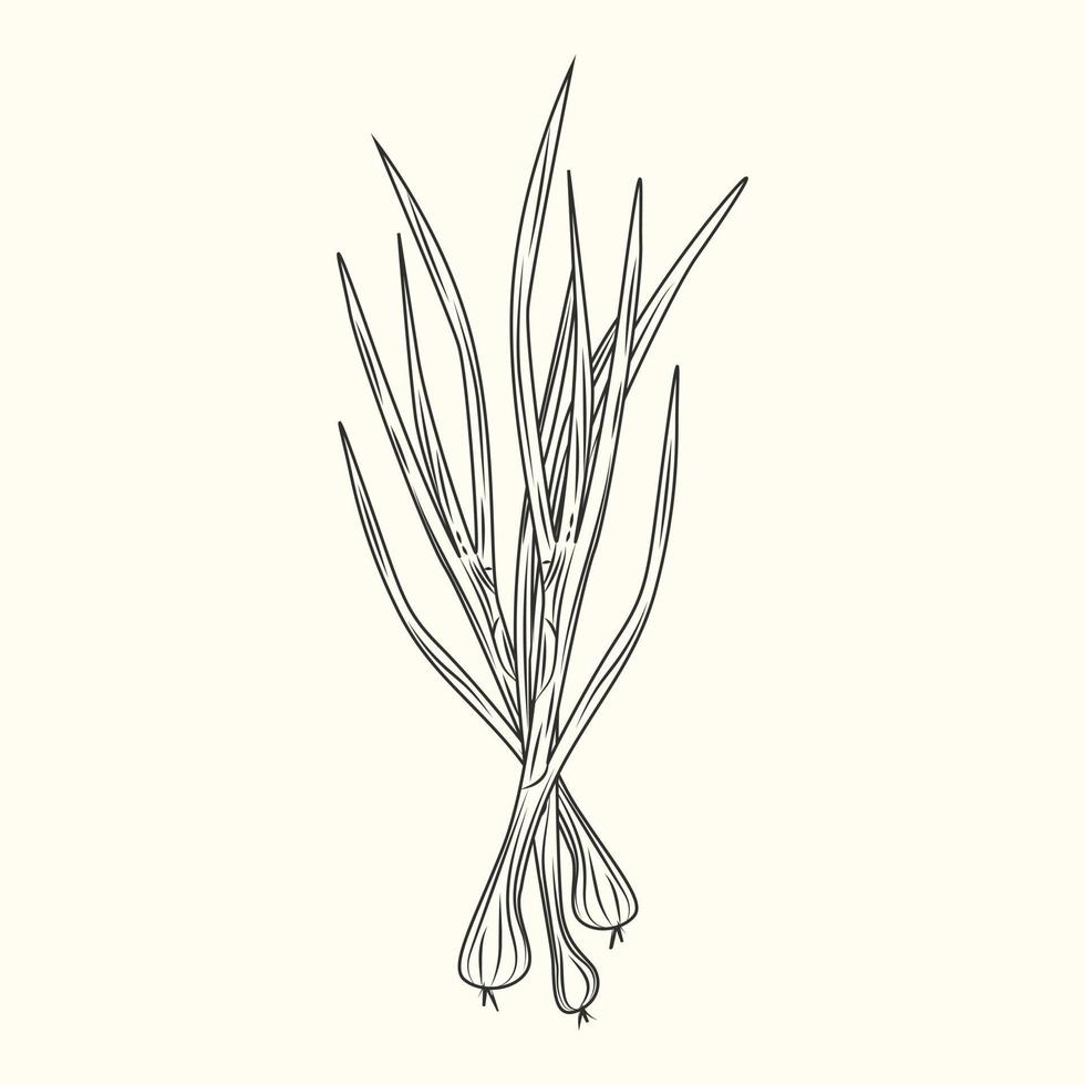 Green onion ink sketch isolated. Monochrome food ingredient. Natural organic fresh food. vector