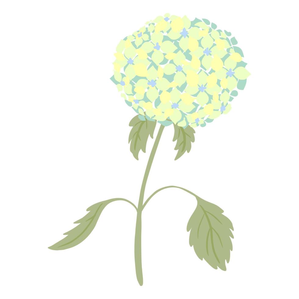 Hydrangea with stem and leaves isolated on white background. Vintage sketch blue flower. vector