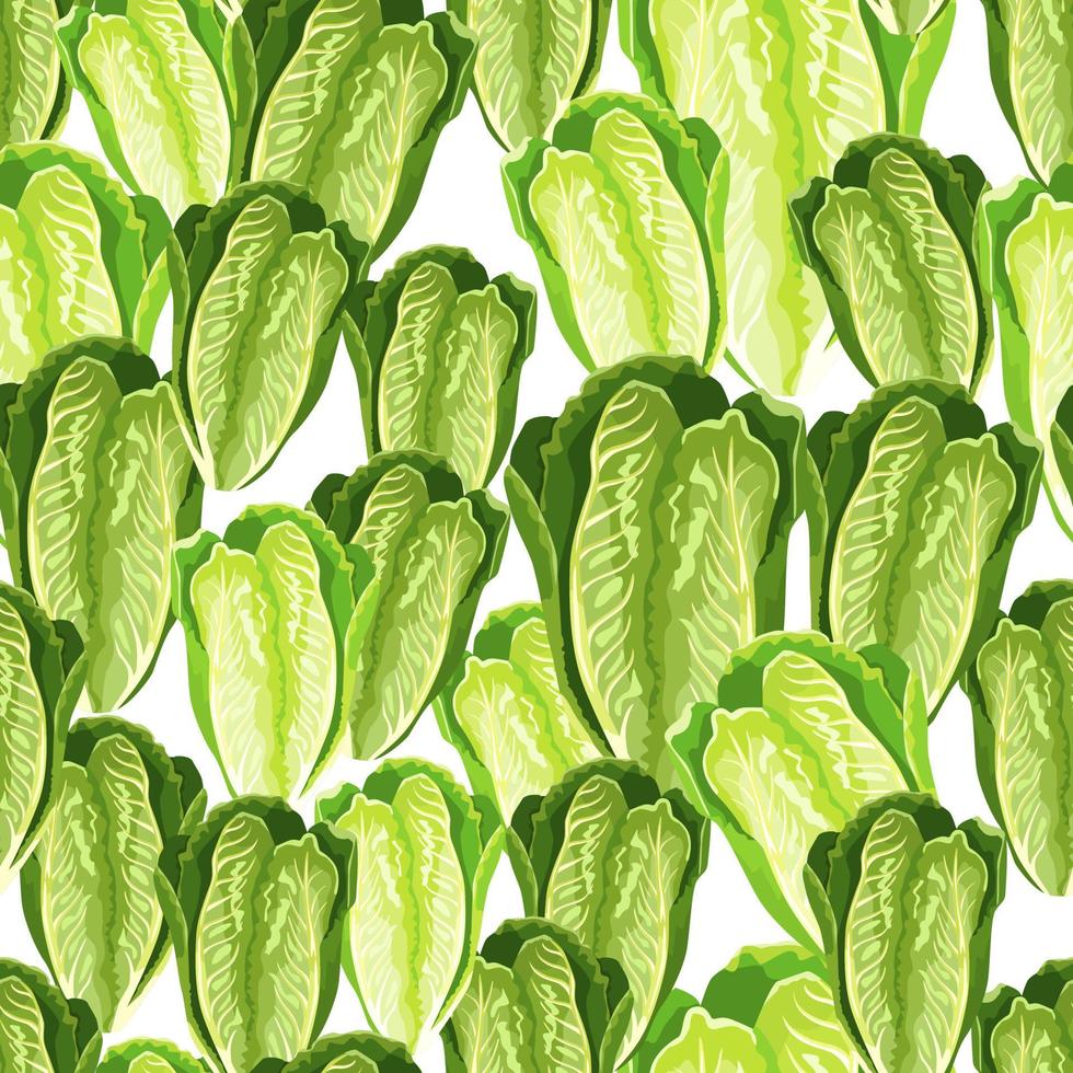 Seamless pattern lettuce Romano on white background. Modern texture with salad. vector