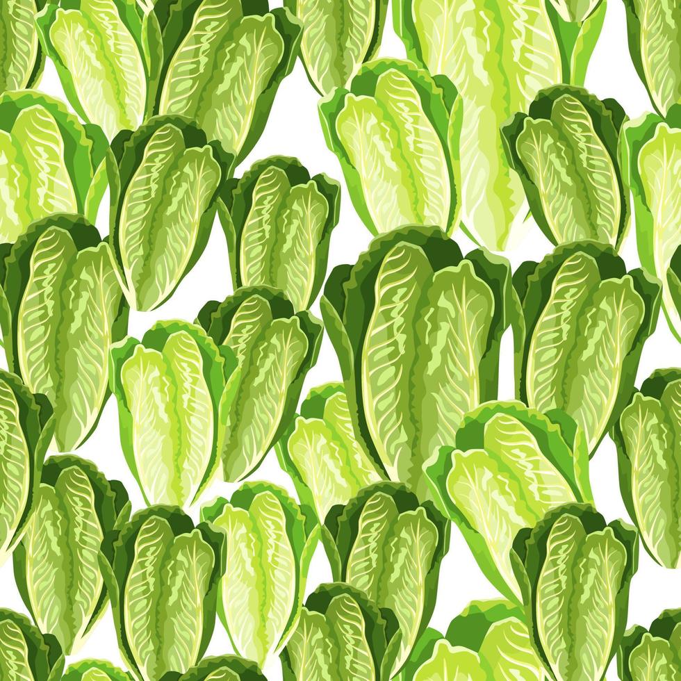 Seamless pattern lettuce Romano on white background. Modern texture with salad. vector