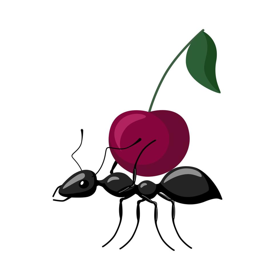 Ant carrying food isolated on white background. Bug carrying cherry and walking to the anthill. vector