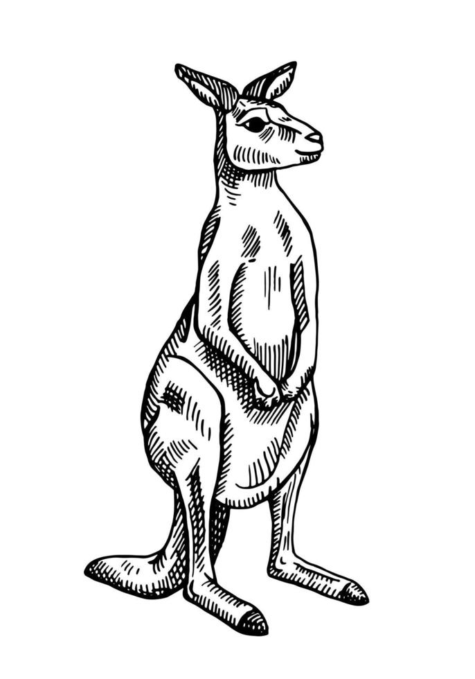 Vintage illustration of kangaroo on isolated white background. Vector illustration animal from Australian.